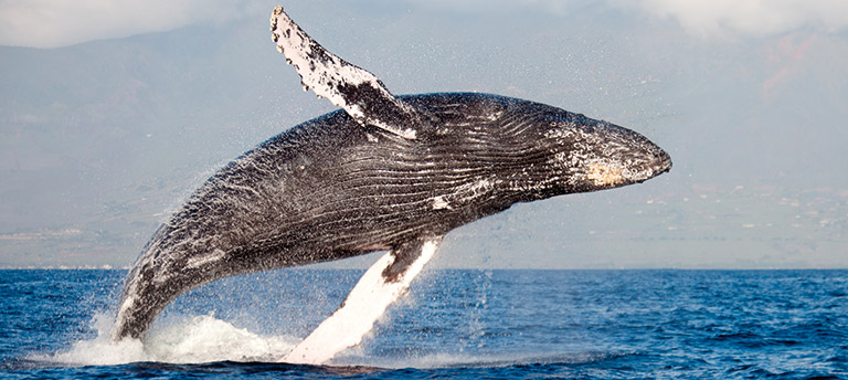 A Humpback whale breaching the ocean surface